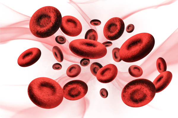 Large blood cells coursing through a vein
